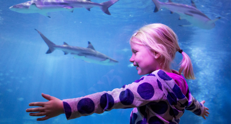 Sea Life Michigan Aquarium