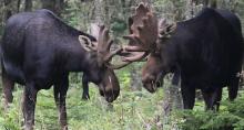 Isle Royale National Park