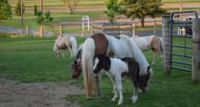 The Lil' Country Store and Miniature Horse Farm