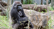 Kansas City Zoo