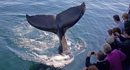 7 Seas Whale Watch