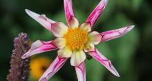 Blithewold Manor • Gardens • Arboretum