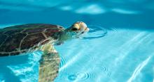 Loggerhead Marinelife Center