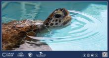 Loggerhead Marinelife Center