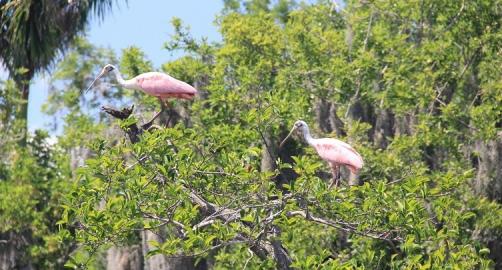 Everglades Day Safari