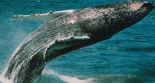 Cape May Whale Watcher