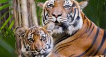 Palm Beach Zoo & Conservation Society