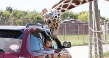 African Safari Wildlife Park