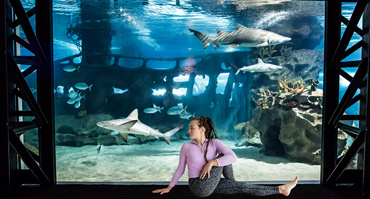 Shark Yoga @CLEAquarium