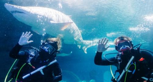 Greater Cleveland Aquarium 